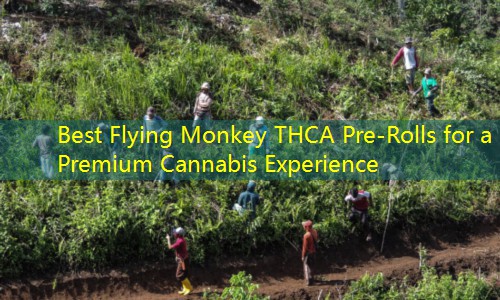 Best Flying Monkey THCA Pre-Rolls for a Premium Cannabis Experience