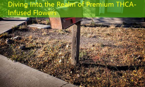 Diving Into the Realm of Premium THCA-Infused Flowers